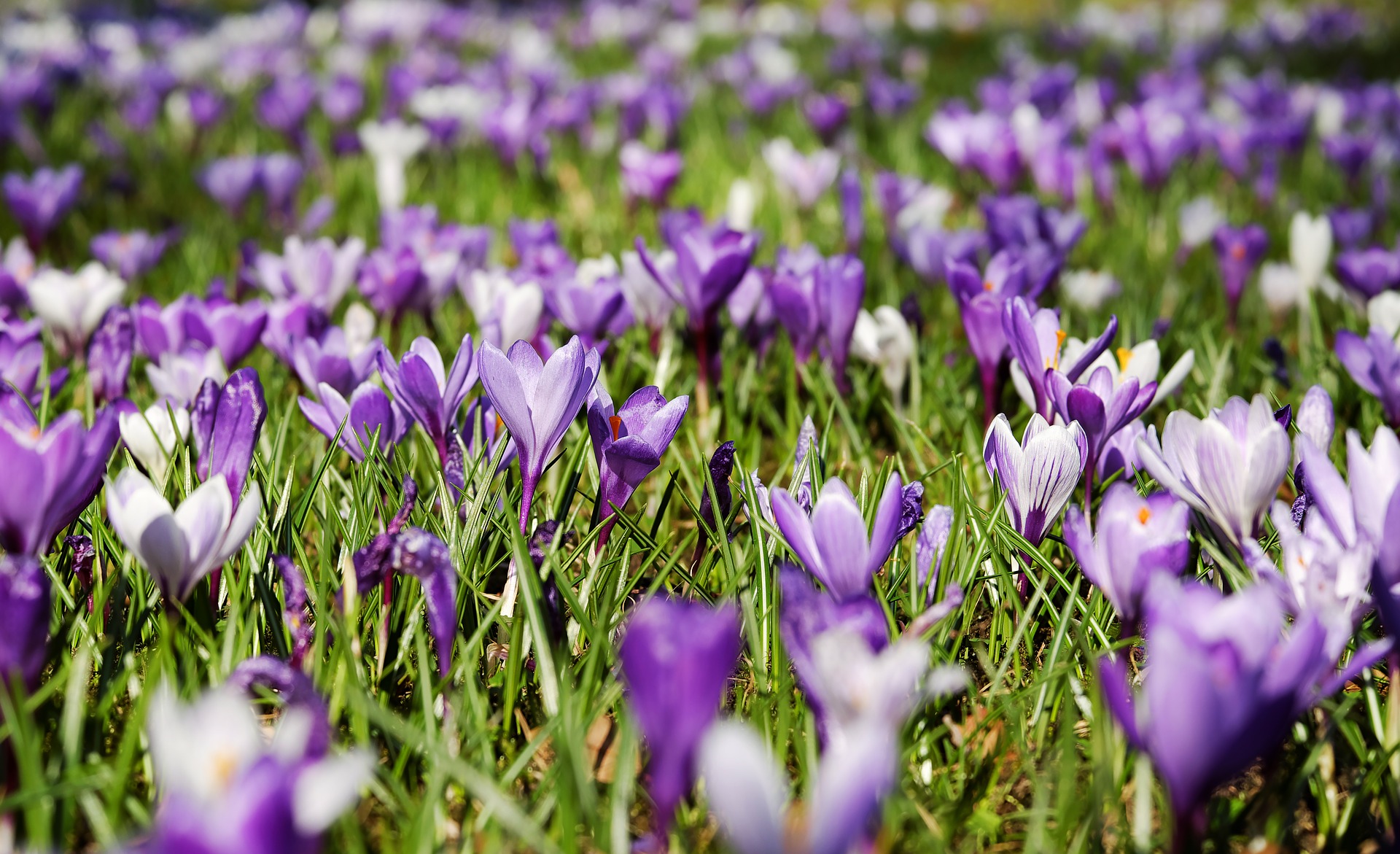flores en primavera
